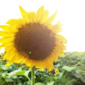 Meet your Posher, Kimbao